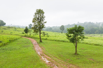 landscape with trees and clouds at Khao Yai National Park