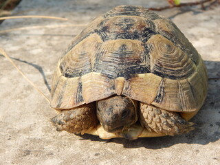 Turtle on a rock in closeup.