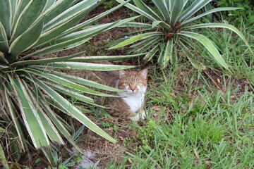 An orange and white tabby cat hiding under agave plants in the grass outdoors.