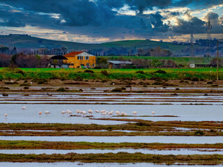 Fototapeta premium Overview on the pond of the WWF Oasis of Padule Orti Bottagone with flamingos Tuscany Italy