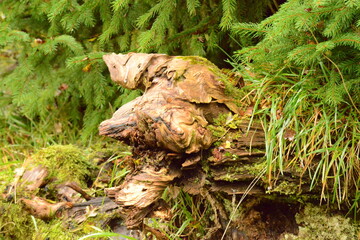 Wald