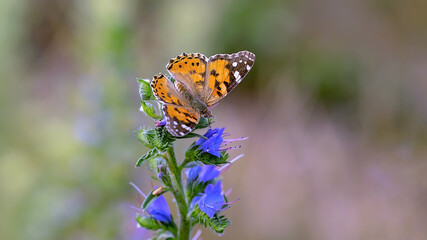 Painted Lady butterfly on a wild meadow flower on a blurred nature background. Spring-summer macro close-up image of blue flowers with one orange butterfly.