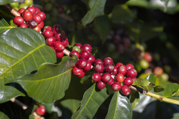 Arabicas coffee beans ripening on tree in North of thailand