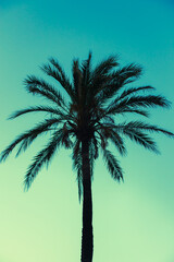 One Tropical Palm Tree Silhouetted Against Blue Sky at Dusk