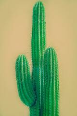 Tall Green Cactus Against Adobe Wall in the Desert