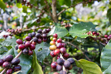 Arabicas coffee beans ripening on tree in North of thailand