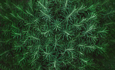 fluffy green grass background