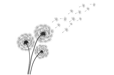 Black silhouette with flying dandelion buds . Vector on a white background