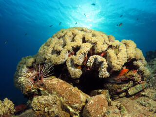 A beautiful Bubble coral  Plerogyra sinuosa © Nina