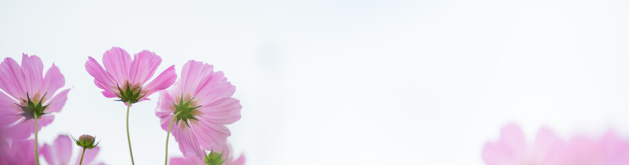 Nature of cosmos flower in garden using as cover page background natural flora wallpaper or template brochure landing page design