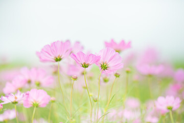 Nature of cosmos flower in garden using as cover page background natural flora wallpaper or template brochure landing page design