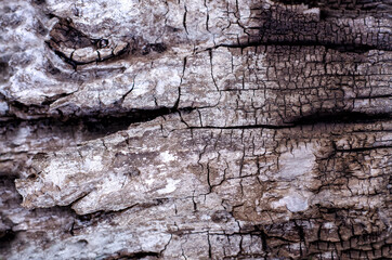 beautiful wooden background with cracks