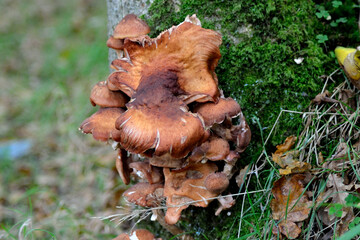 Fungus growing on a tree in woodland