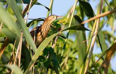 Little bittern, Ixobrychus minutus. A young bird sits in a thicket of reeds by the river.