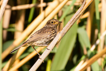 Bluethroat, Luscinia svecica. Young bird sits on a cane stalk