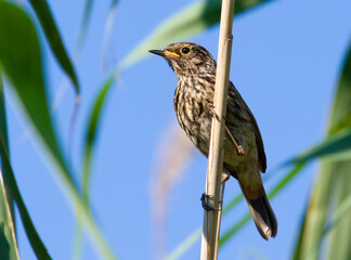 Bluethroat, Luscinia svecica. Young bird sits on a cane stalk