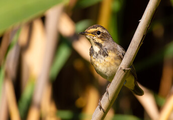 Bluethroat, Luscinia svecica. A female bird sits on a reed stalk by the river