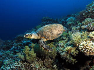 A Hawksbill turtle Eretmochelys imbricata on a Red Sea coral reef