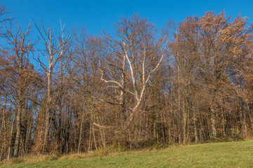 Fototapeta premium Obstbaum im Winter