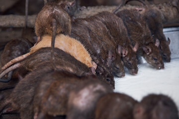 Eye-catching red rat among gray rats drinks milk from a bowl.