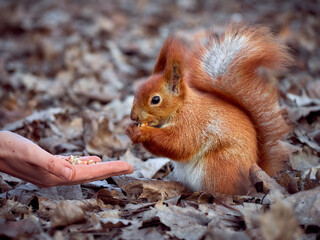 Cute squirrel in the park.