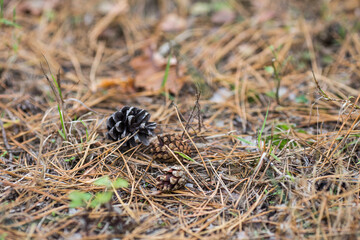 ants on the ground