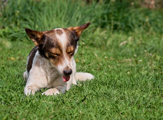 Funny dog on the field.