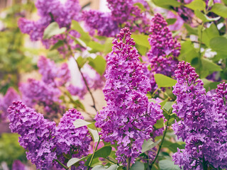 Branch of blossoming lilac in a spring garden.