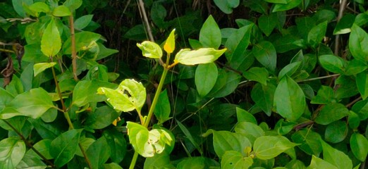 flower in the garden