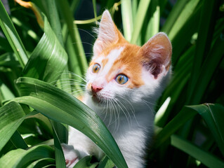 Kitten playing in the grass.
