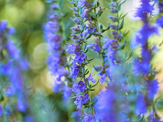 Purple flowers of hyssop (hyssopus officinalis)