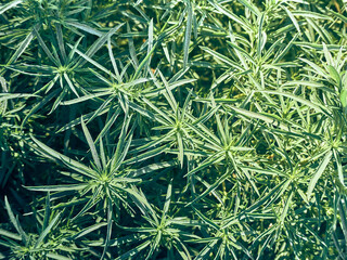 Background of fresh green leaves.