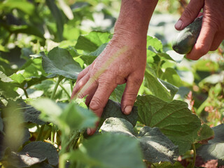 A сucumber in the hands of an elderly peasant woman
