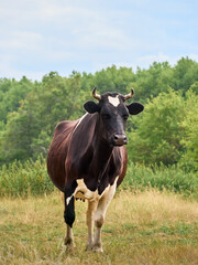 Cow on a green field.