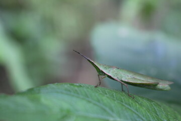 the pointed-headed grasshopper perches on green leaves