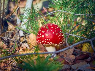 Fly agaric in the autumn forest.