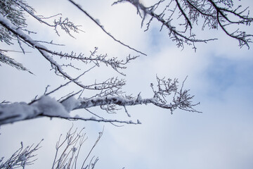Fototapeta na wymiar Close up image of branches covered in fresh snow near Ceres in the Western Cape of South Africa