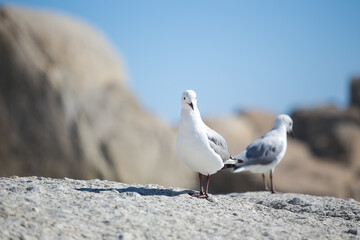 Seagulls sitting on a rock on a beach in Cape Town South Africa