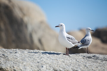 Seagulls sitting on a rock on a beach in Cape Town South Africa