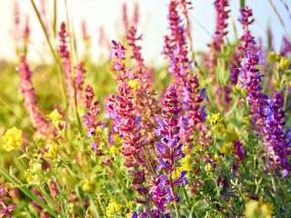 Purple sage flowers blooms in the summer meadow.