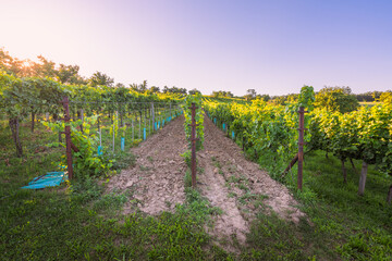 Fototapeta premium Sunset in a vineyard in South Moravia, Czech Republic