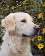 Cute retriever on the nature background.