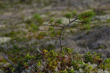 Preiselbeeren zwischen Rentiermoos in Schweden