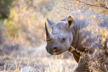 Black Rhinoceros (Diceros bicornis) walking in the bush in the Kruger National Park of South Africa in brillian late afternoon golden light.