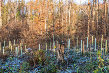 Wiederauffforstung im herbstlichen Mischwald