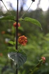 flor roja