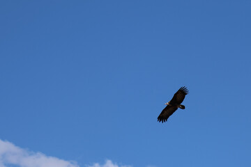 Kappengeier / Hooded vulture / Necrosyrtes manachus..