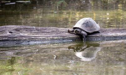 Fototapeta premium Turtle basking in the sun on a log in a water hole, called Lake Panic in the Kurger National park of South Africa