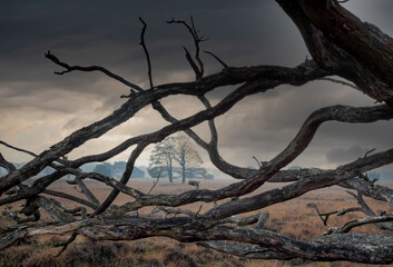 Nature reserve with heather and bare trees in Brabant Netherlands