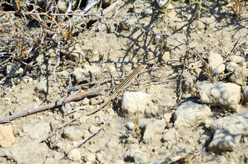 Single lizard sunbathing in rock crevices. One sunbathing lizard during a summer day.